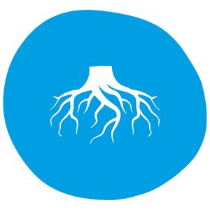 Suppression complète des racines sans remplacmeent du tuyaux, déracinage de canalisation à Sigean avec ReNoVa Tube